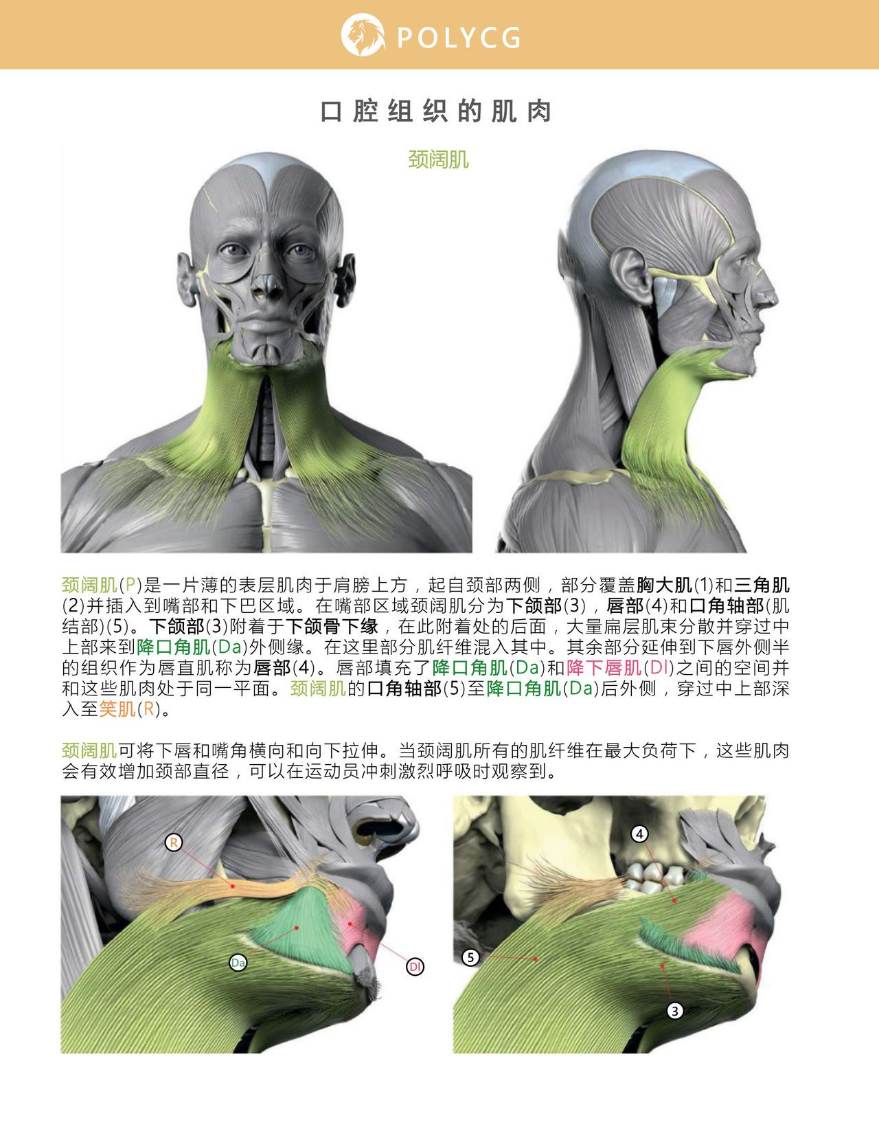 Uldis Zarins-Anatomy of Facial Expression-Exonicus [Chinese] 面部表情艺用解剖 [中文版] 116