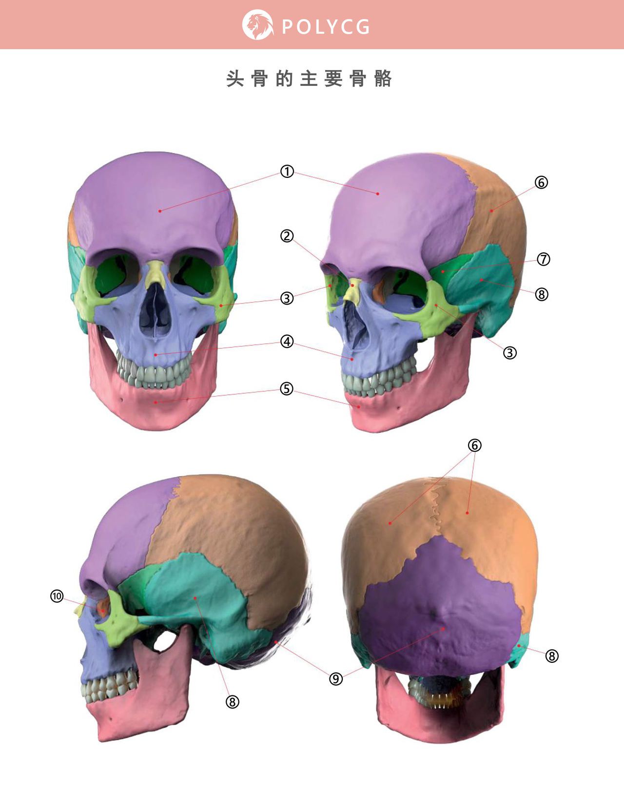 Uldis Zarins-Anatomy of Facial Expression-Exonicus [Chinese] 面部表情艺用解剖 [中文版] 12