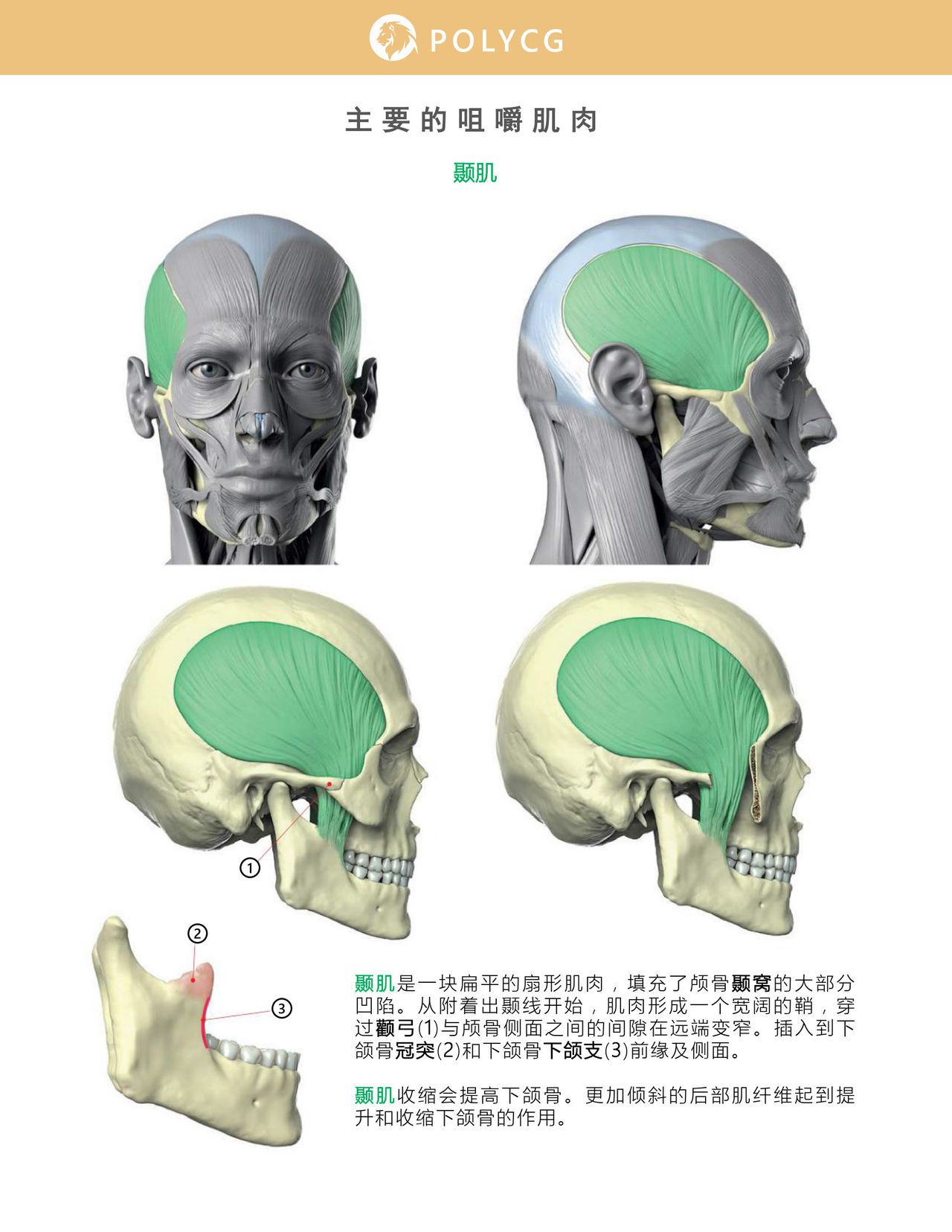 Uldis Zarins-Anatomy of Facial Expression-Exonicus [Chinese] 面部表情艺用解剖 [中文版] 120