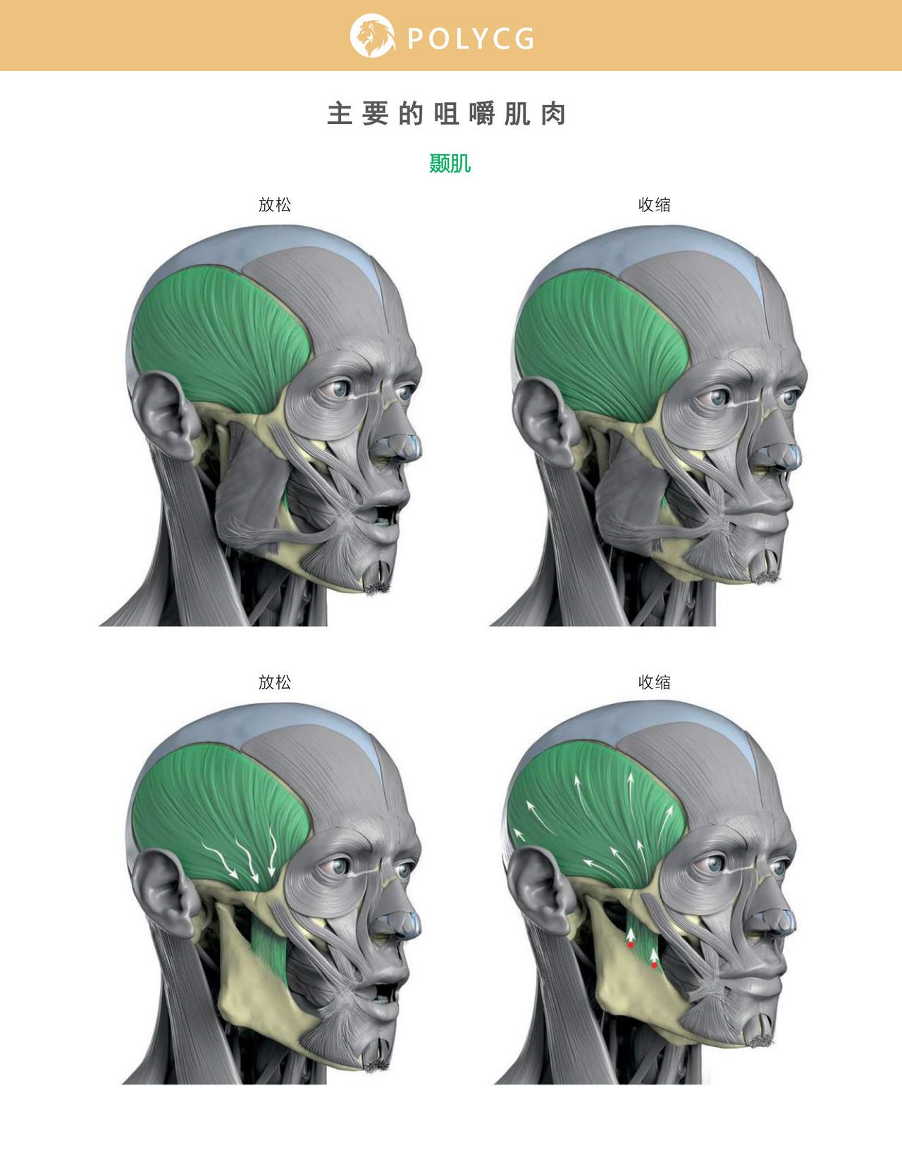 Uldis Zarins-Anatomy of Facial Expression-Exonicus [Chinese] 面部表情艺用解剖 [中文版] 121