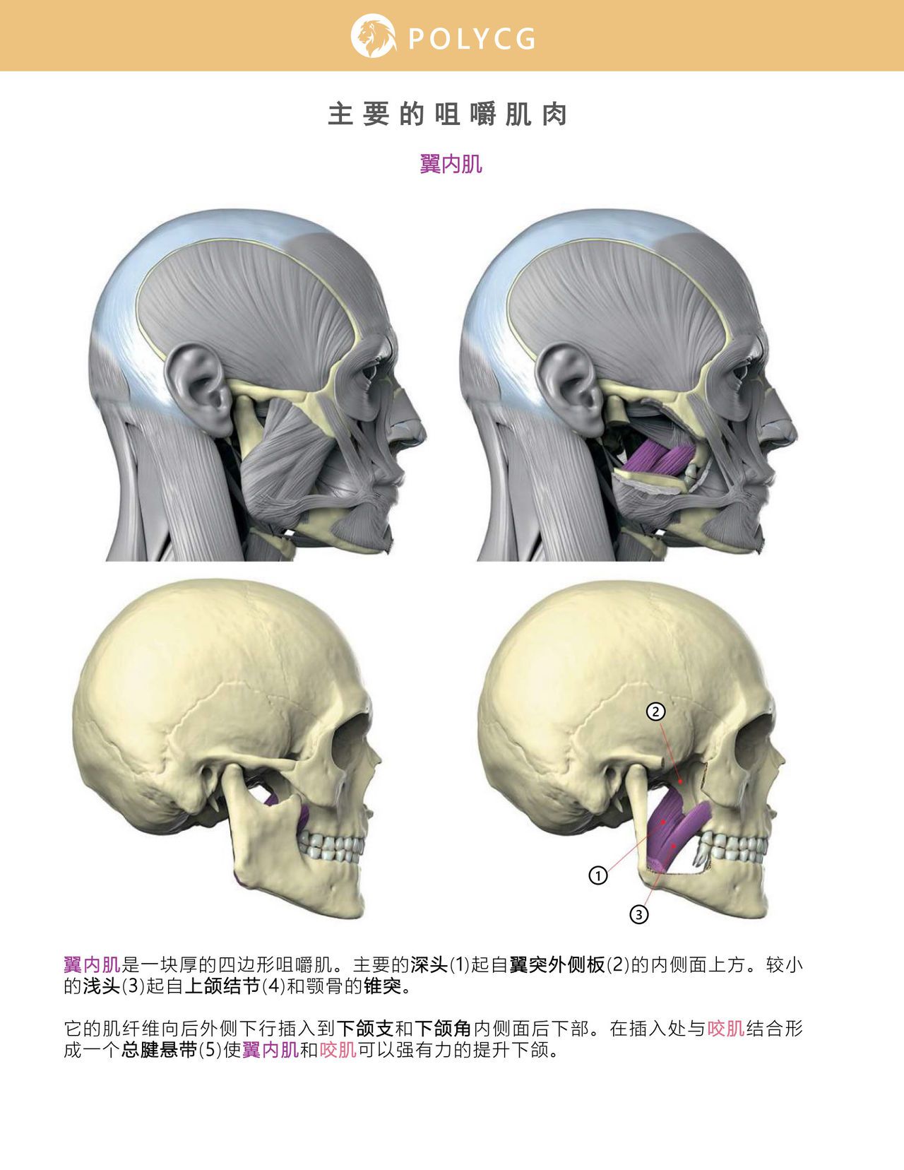 Uldis Zarins-Anatomy of Facial Expression-Exonicus [Chinese] 面部表情艺用解剖 [中文版] 124