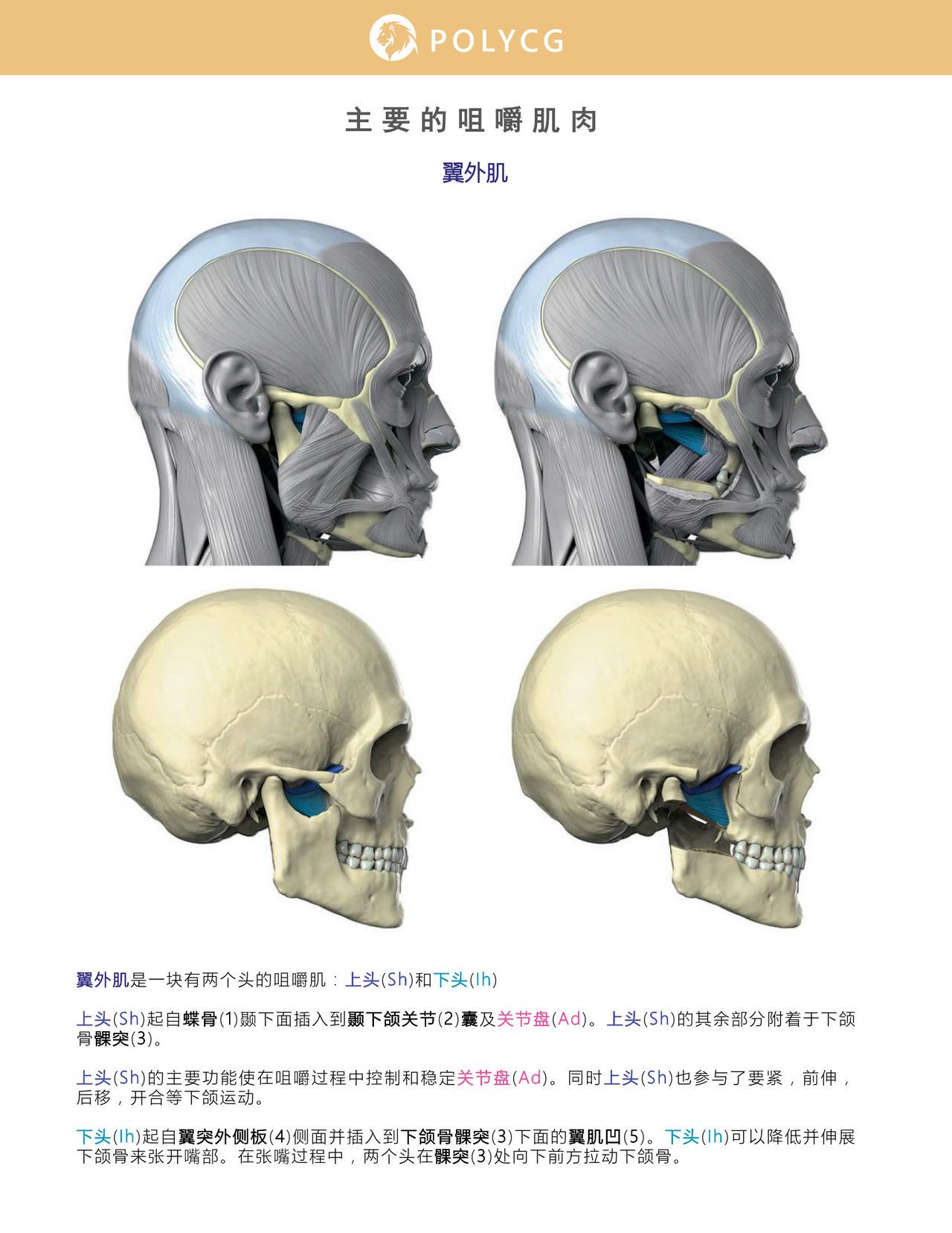 Uldis Zarins-Anatomy of Facial Expression-Exonicus [Chinese] 面部表情艺用解剖 [中文版] 126