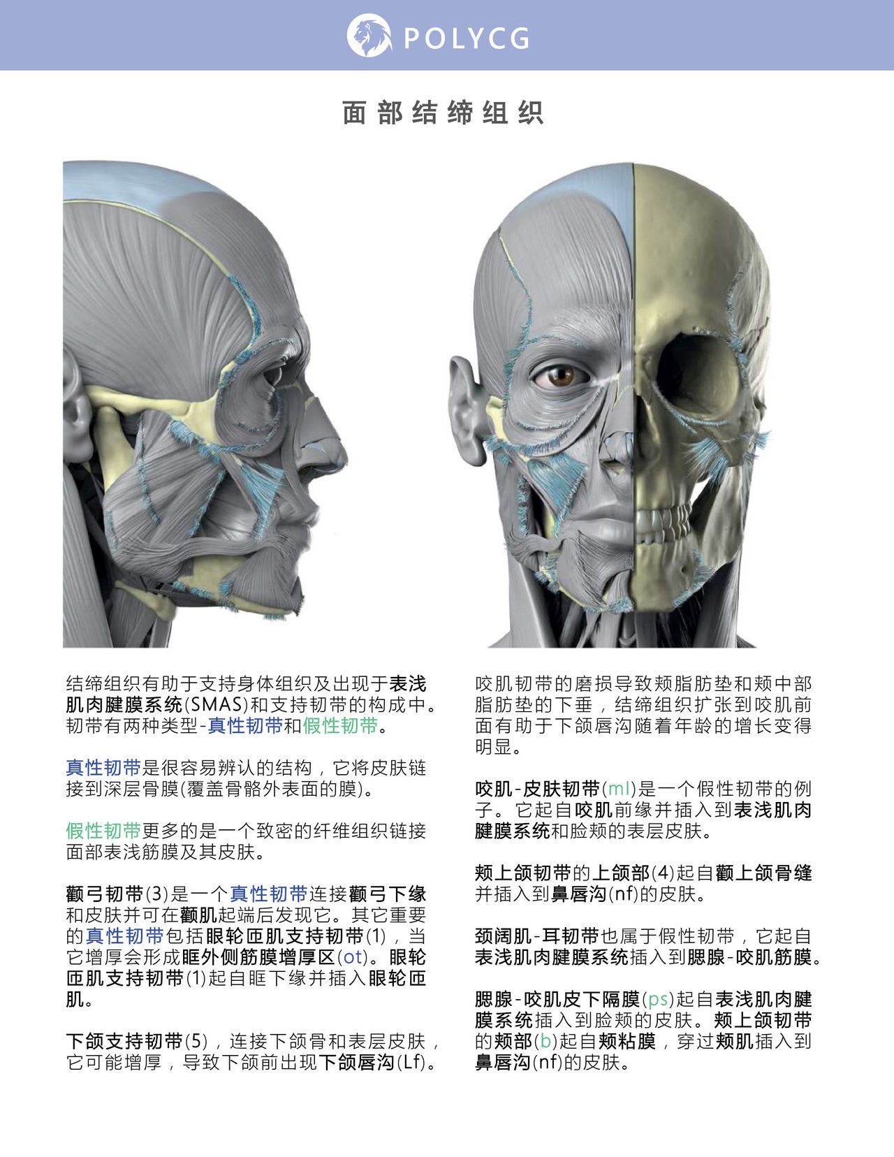 Uldis Zarins-Anatomy of Facial Expression-Exonicus [Chinese] 面部表情艺用解剖 [中文版] 134