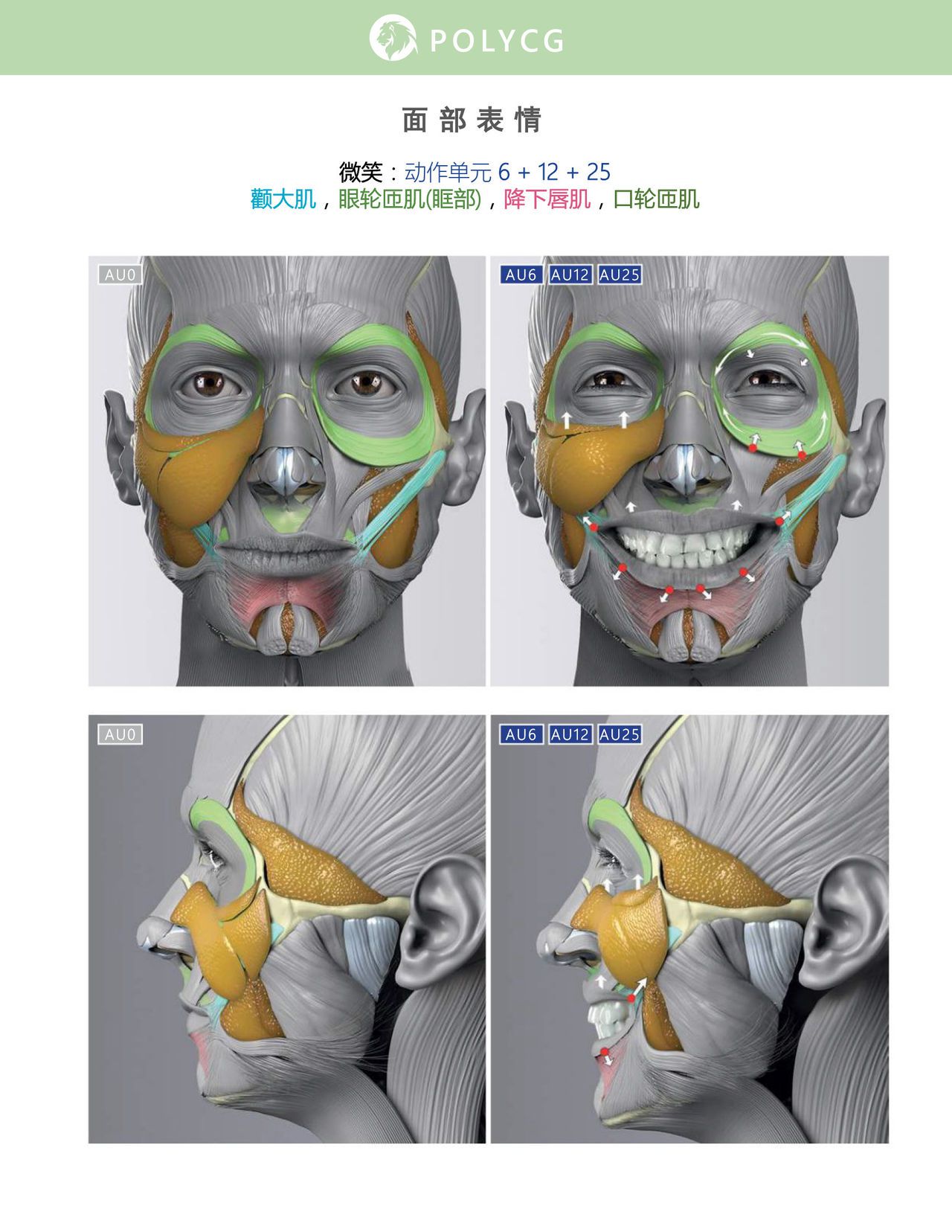 Uldis Zarins-Anatomy of Facial Expression-Exonicus [Chinese] 面部表情艺用解剖 [中文版] 139