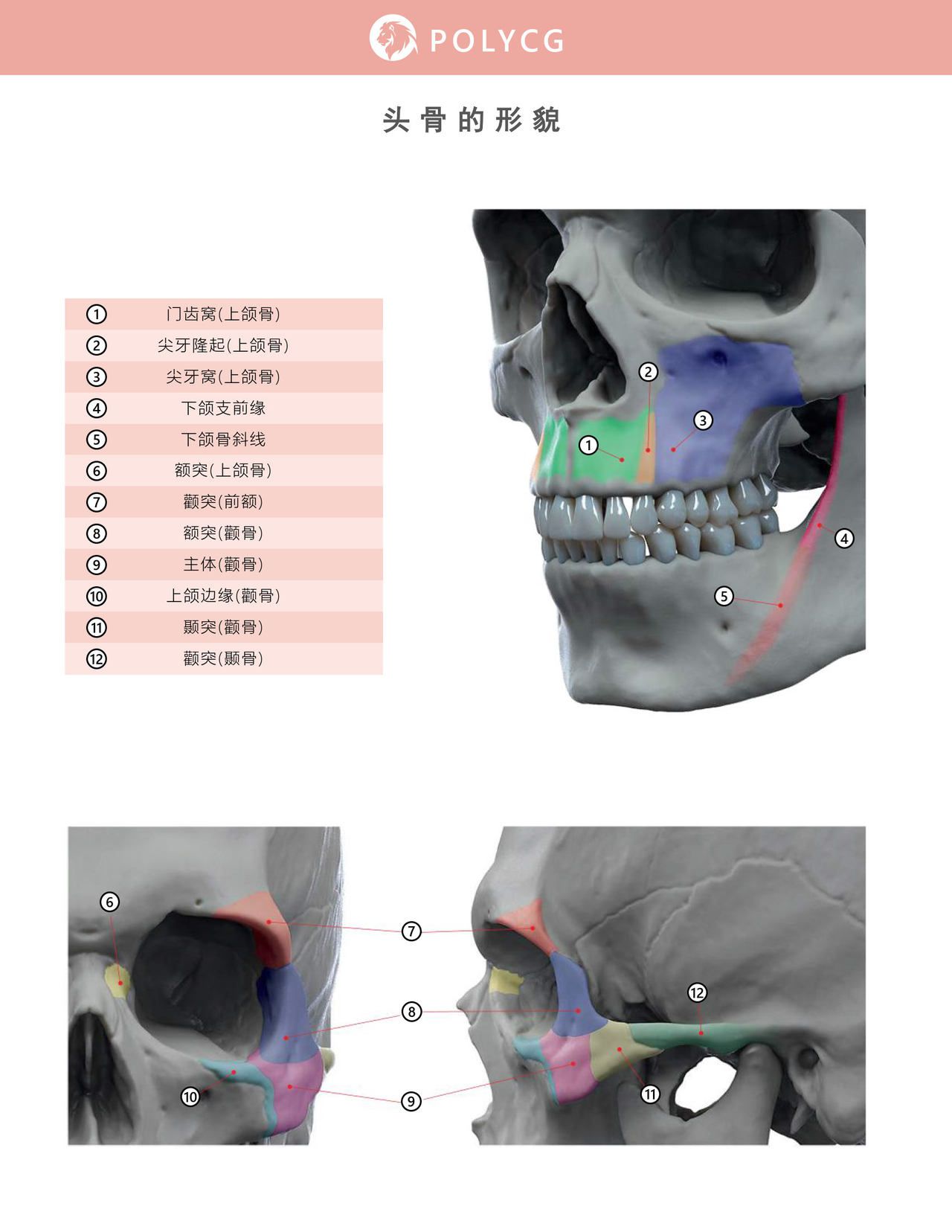 Uldis Zarins-Anatomy of Facial Expression-Exonicus [Chinese] 面部表情艺用解剖 [中文版] 16