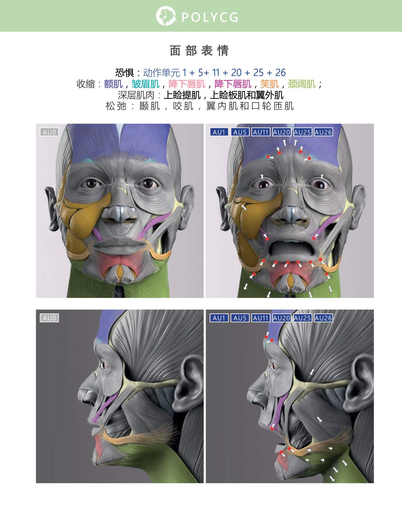 Uldis Zarins-Anatomy of Facial Expression-Exonicus [Chinese] 面部表情艺用解剖 [中文版] 165