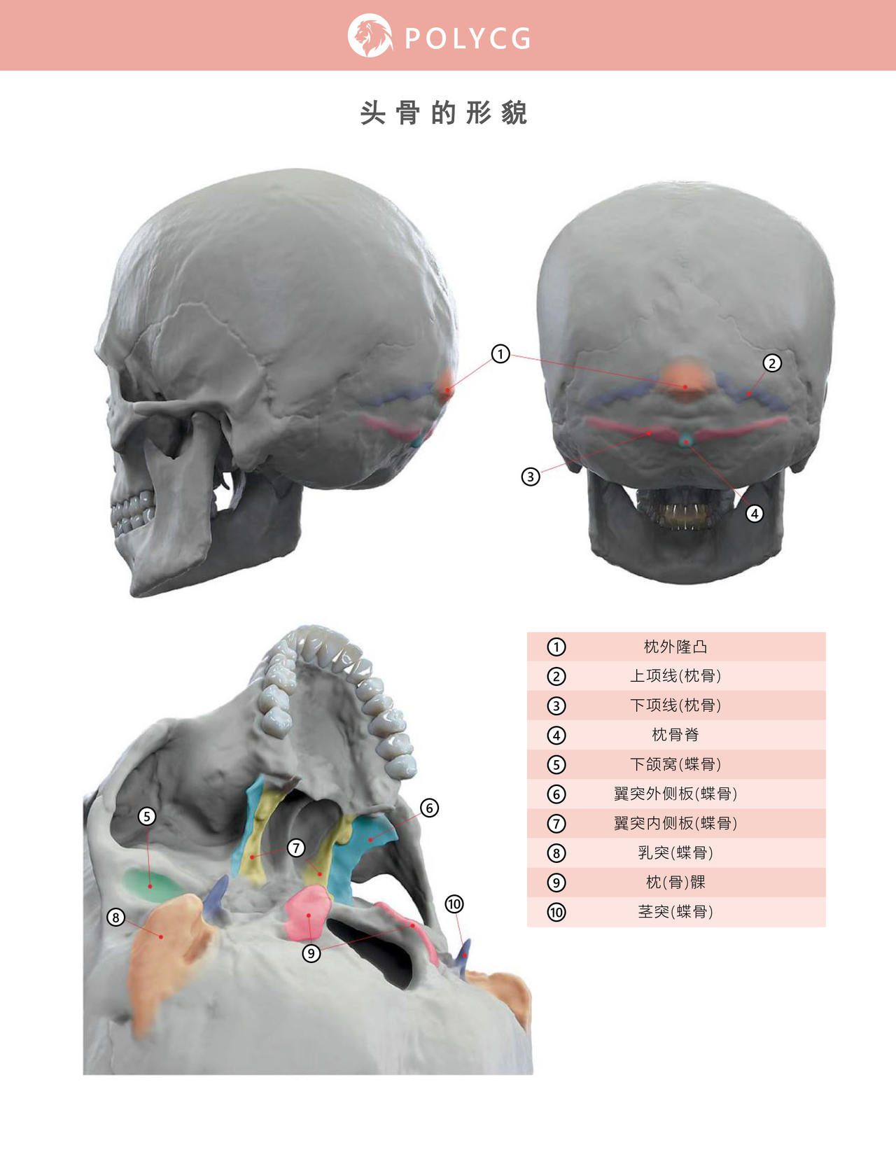 Uldis Zarins-Anatomy of Facial Expression-Exonicus [Chinese] 面部表情艺用解剖 [中文版] 17