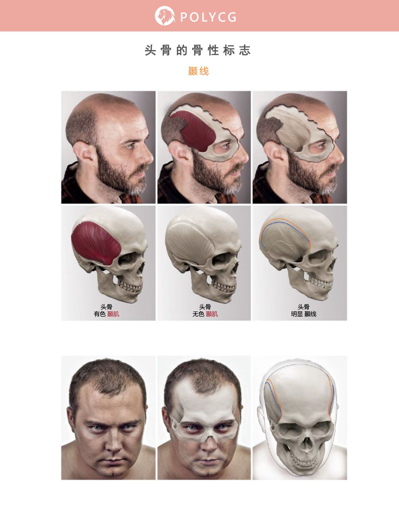 Uldis Zarins-Anatomy of Facial Expression-Exonicus [Chinese] 面部表情艺用解剖 [中文版] 25