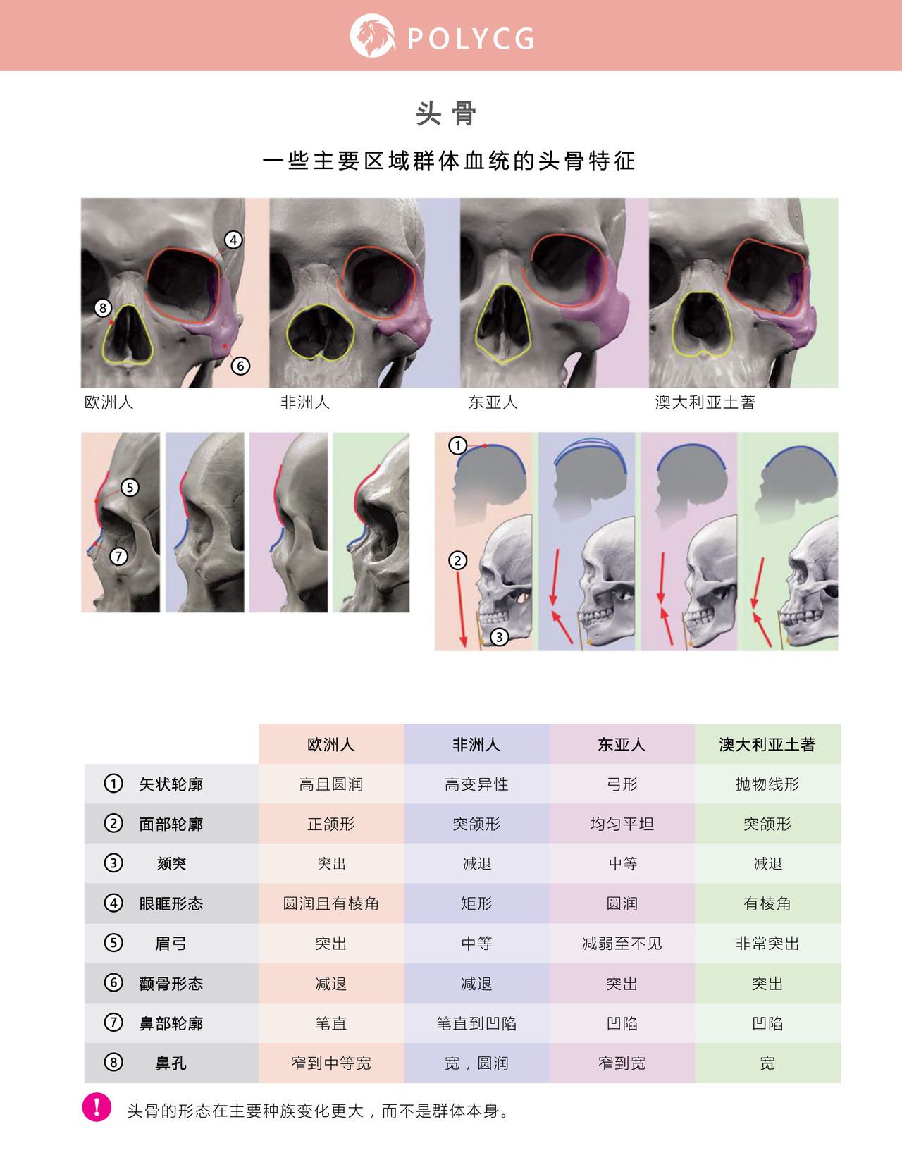 Uldis Zarins-Anatomy of Facial Expression-Exonicus [Chinese] 面部表情艺用解剖 [中文版] 35