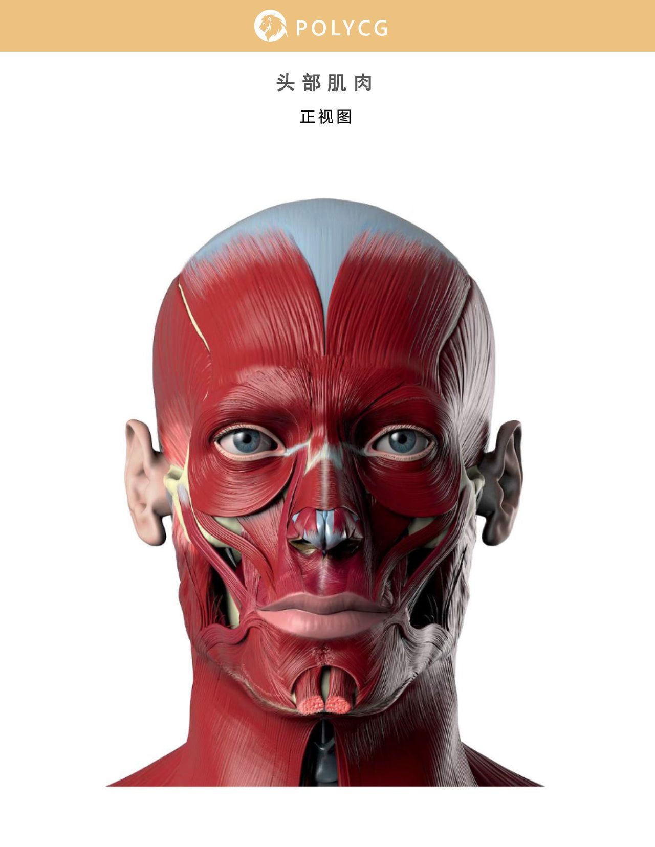Uldis Zarins-Anatomy of Facial Expression-Exonicus [Chinese] 面部表情艺用解剖 [中文版] 38