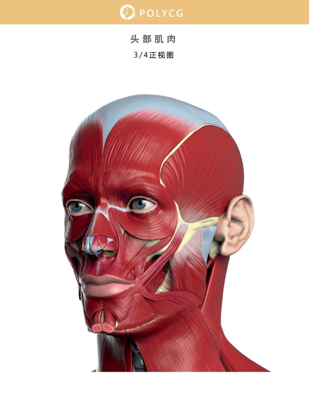 Uldis Zarins-Anatomy of Facial Expression-Exonicus [Chinese] 面部表情艺用解剖 [中文版] 39