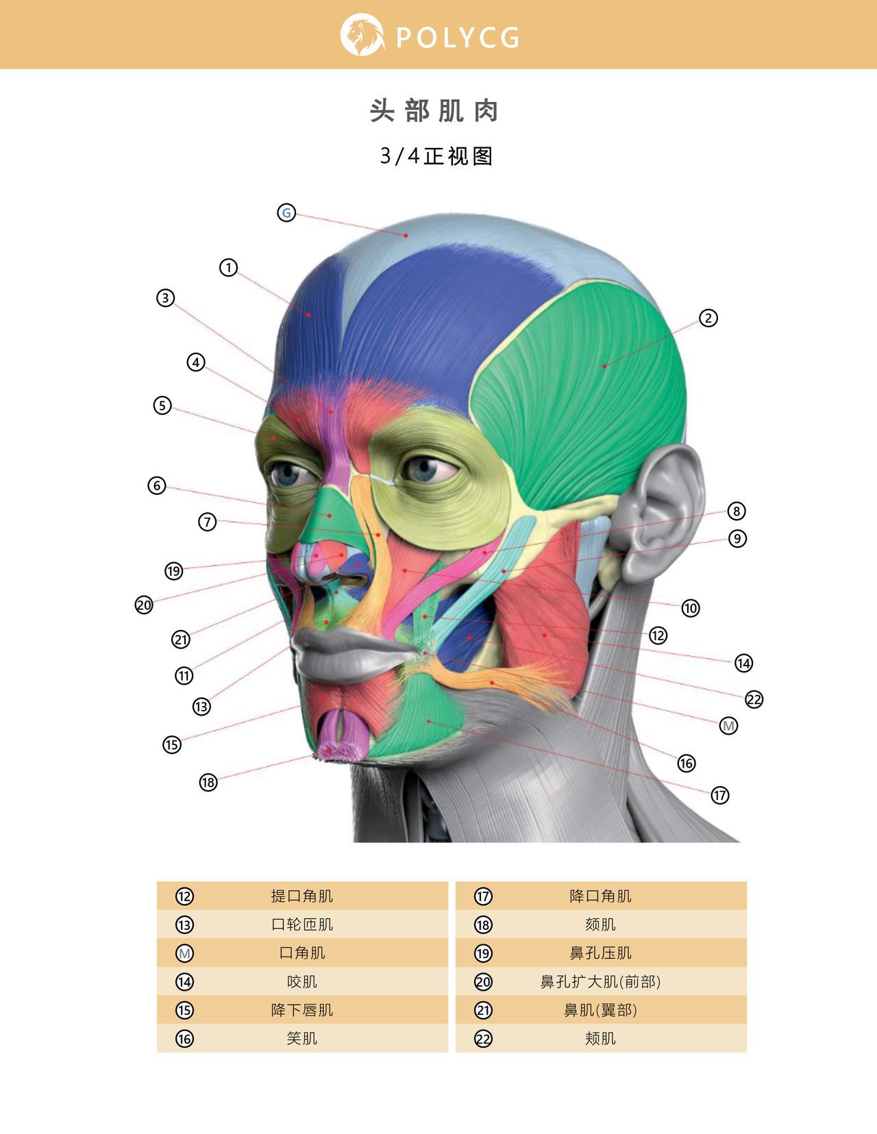 Uldis Zarins-Anatomy of Facial Expression-Exonicus [Chinese] 面部表情艺用解剖 [中文版] 45