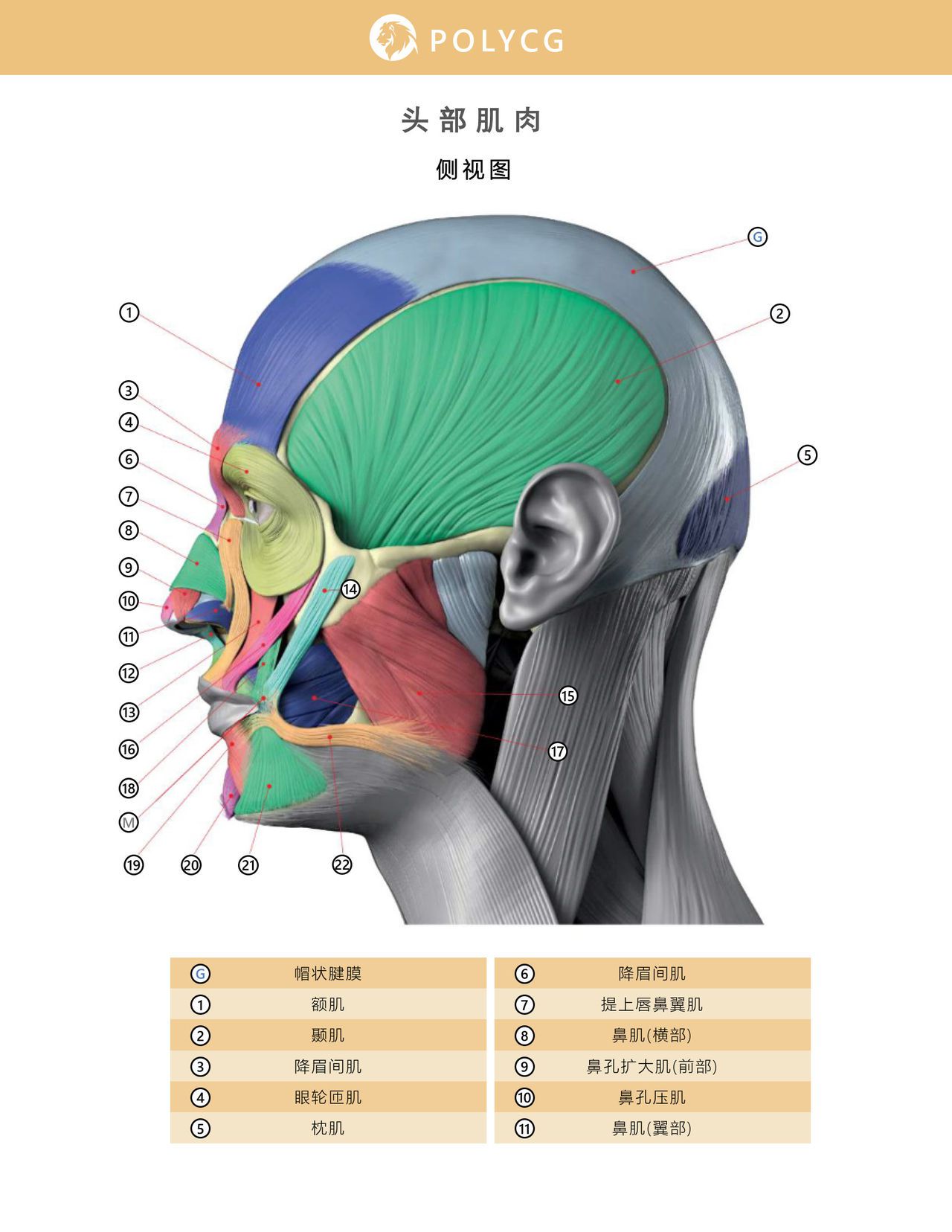 Uldis Zarins-Anatomy of Facial Expression-Exonicus [Chinese] 面部表情艺用解剖 [中文版] 46