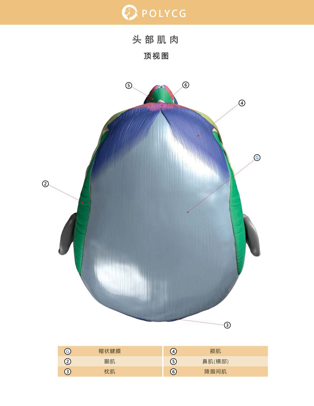 Uldis Zarins-Anatomy of Facial Expression-Exonicus [Chinese] 面部表情艺用解剖 [中文版] 49