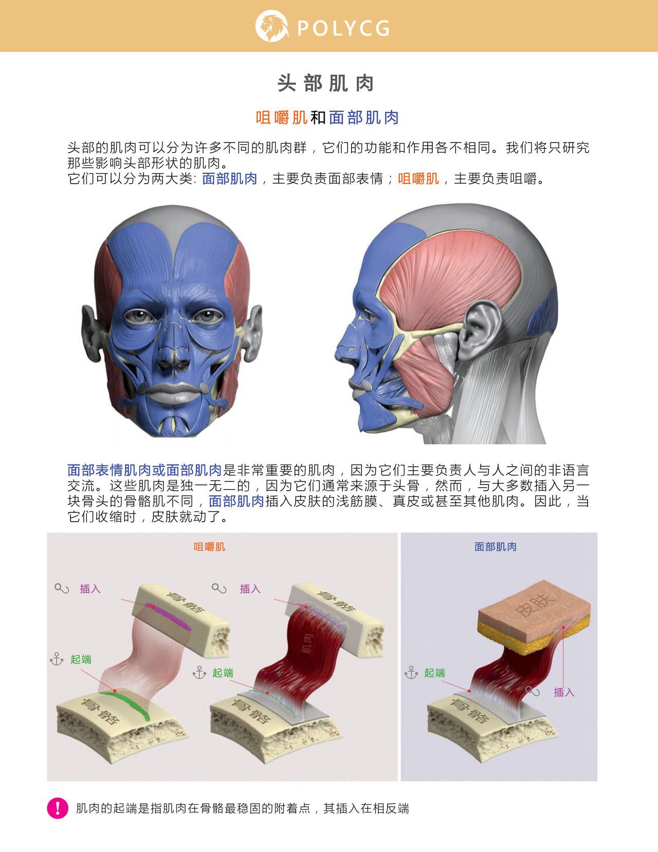 Uldis Zarins-Anatomy of Facial Expression-Exonicus [Chinese] 面部表情艺用解剖 [中文版] 50