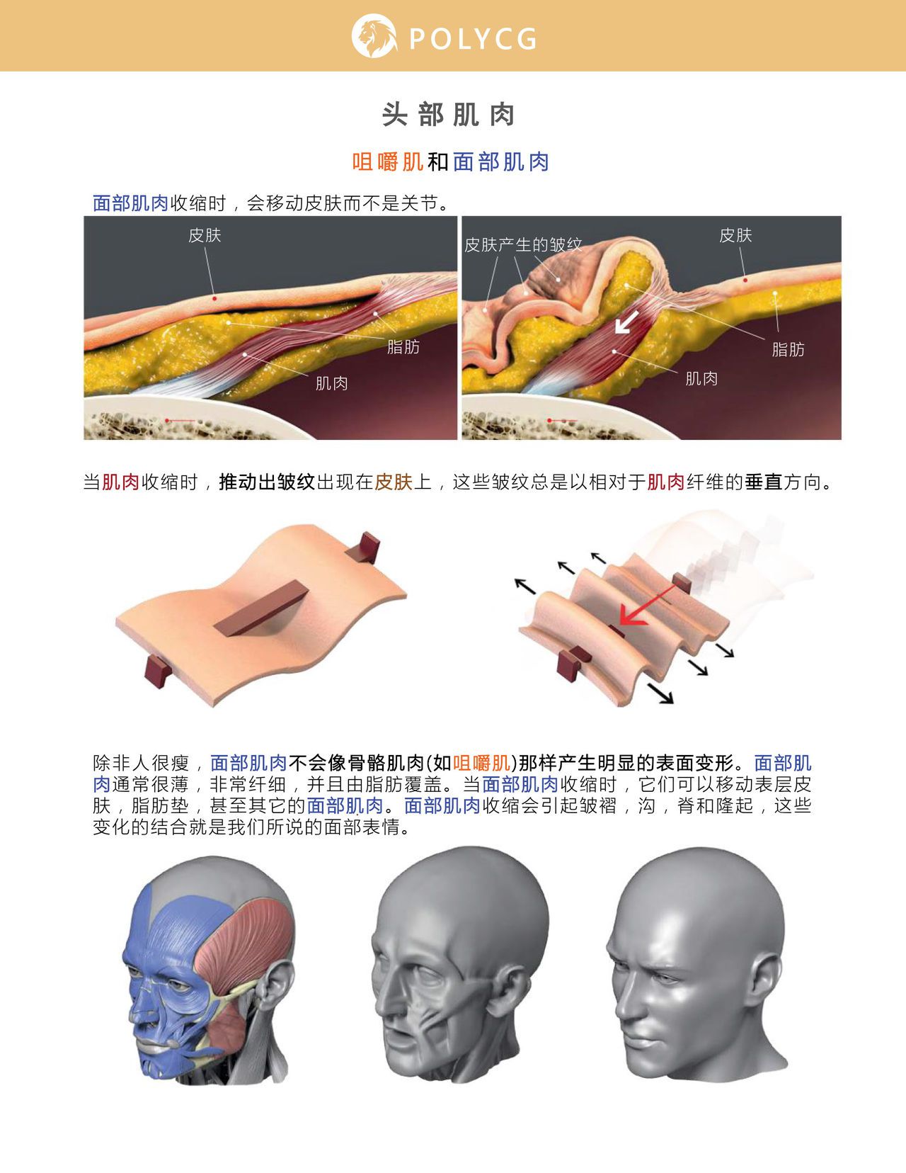 Uldis Zarins-Anatomy of Facial Expression-Exonicus [Chinese] 面部表情艺用解剖 [中文版] 51