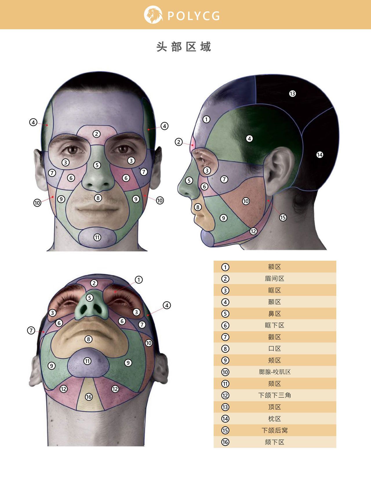 Uldis Zarins-Anatomy of Facial Expression-Exonicus [Chinese] 面部表情艺用解剖 [中文版] 52
