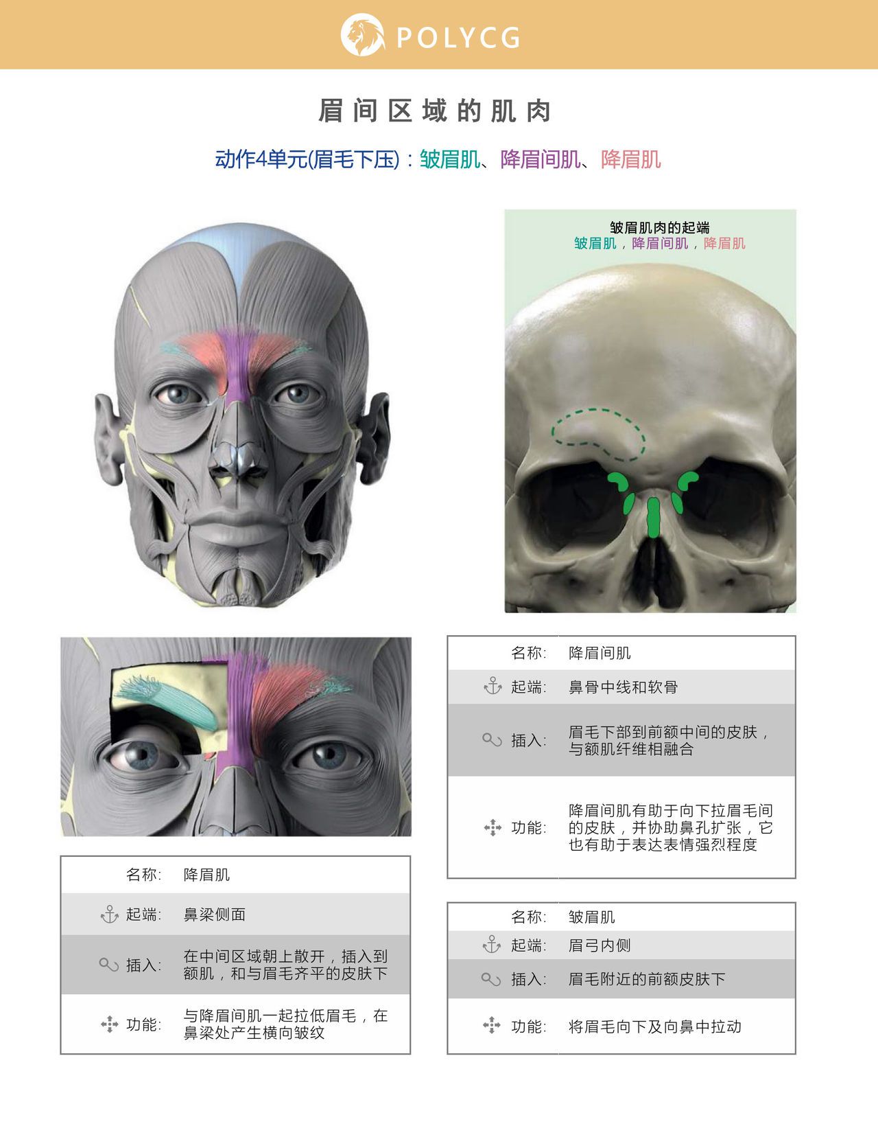 Uldis Zarins-Anatomy of Facial Expression-Exonicus [Chinese] 面部表情艺用解剖 [中文版] 56