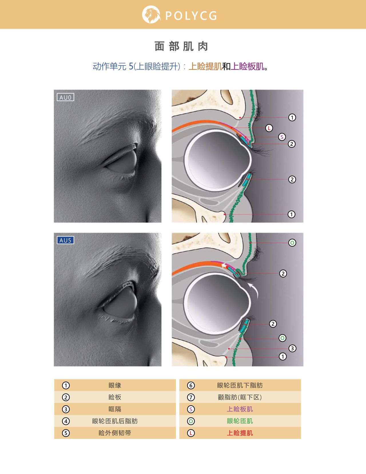 Uldis Zarins-Anatomy of Facial Expression-Exonicus [Chinese] 面部表情艺用解剖 [中文版] 58