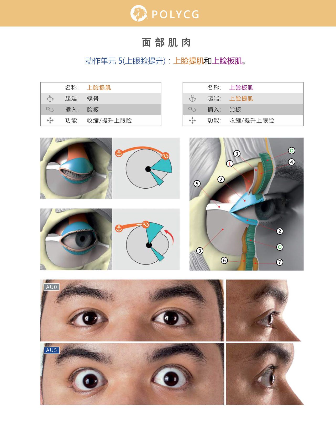 Uldis Zarins-Anatomy of Facial Expression-Exonicus [Chinese] 面部表情艺用解剖 [中文版] 59
