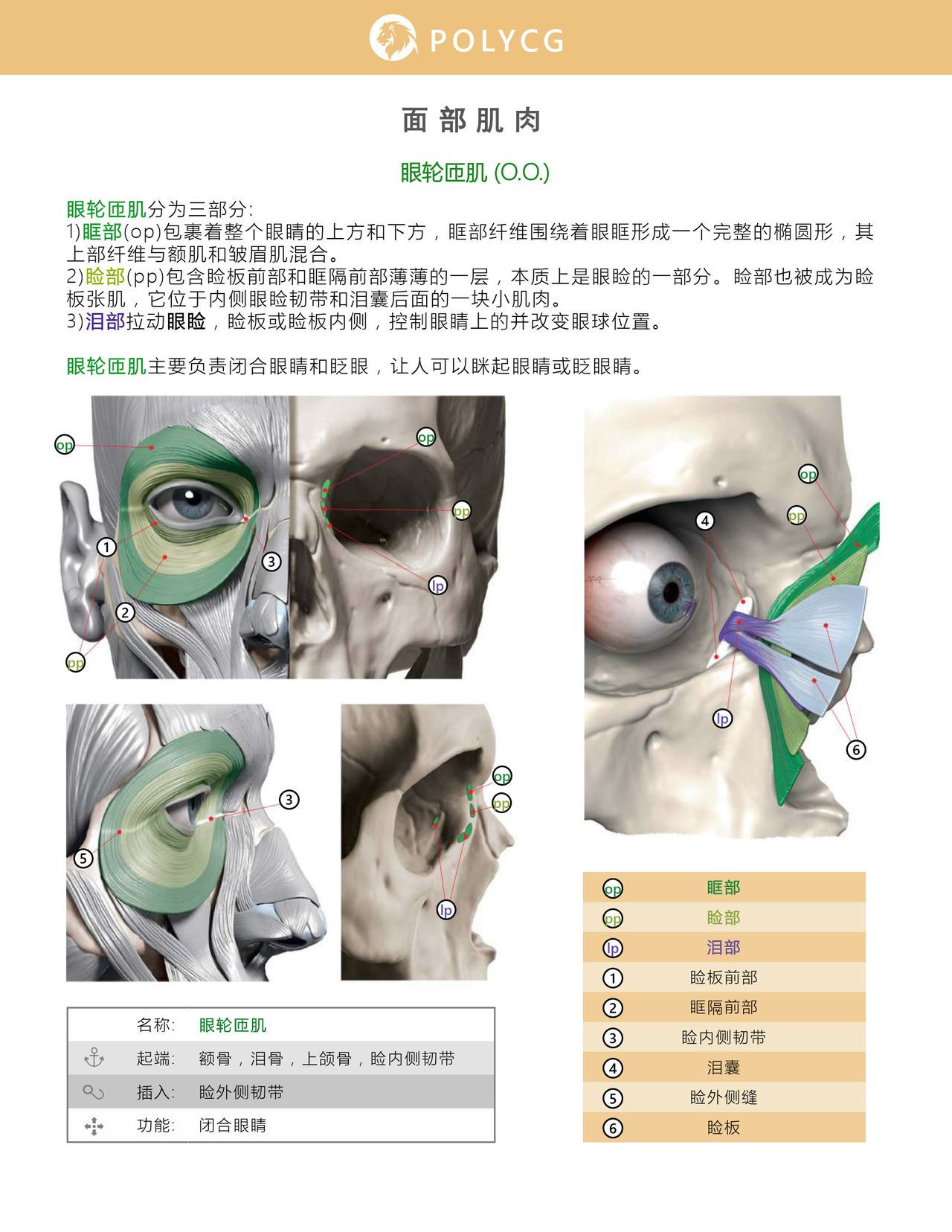 Uldis Zarins-Anatomy of Facial Expression-Exonicus [Chinese] 面部表情艺用解剖 [中文版] 60