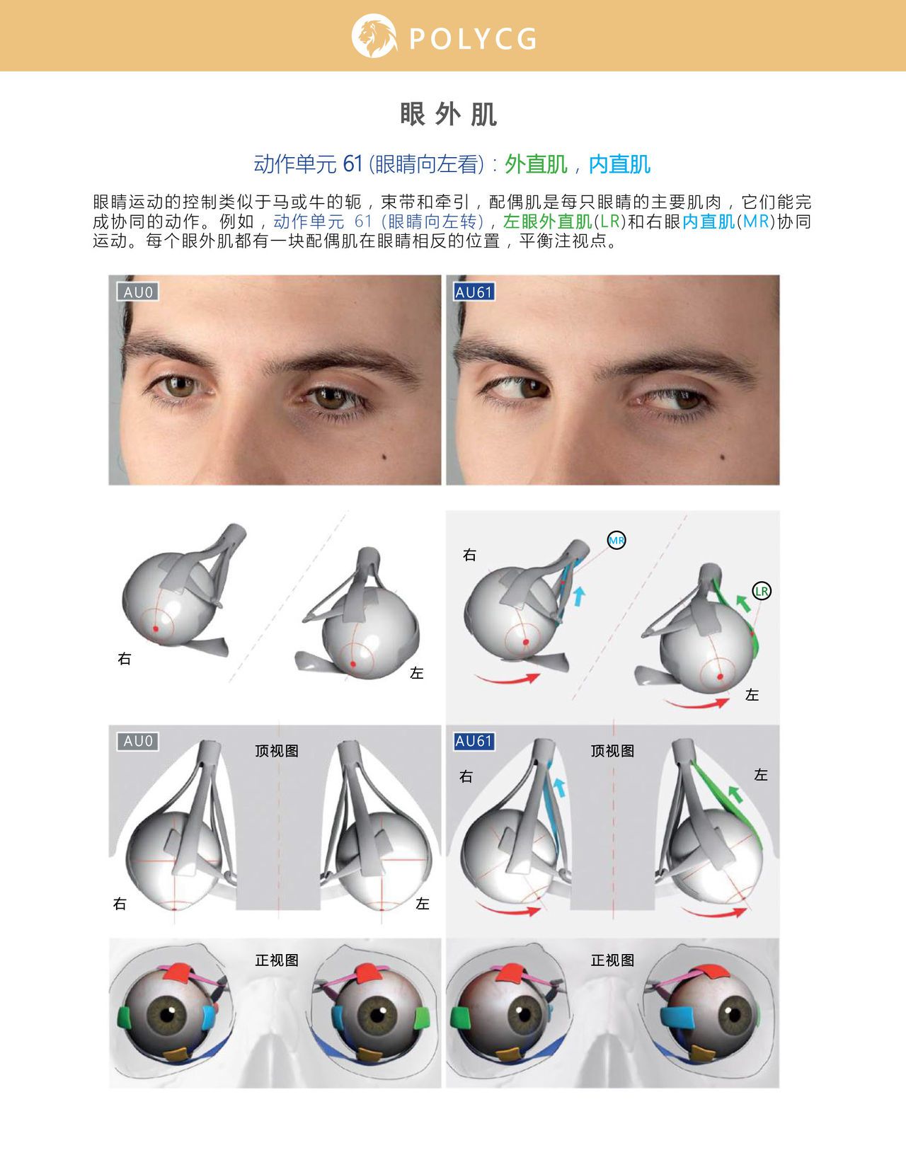 Uldis Zarins-Anatomy of Facial Expression-Exonicus [Chinese] 面部表情艺用解剖 [中文版] 66