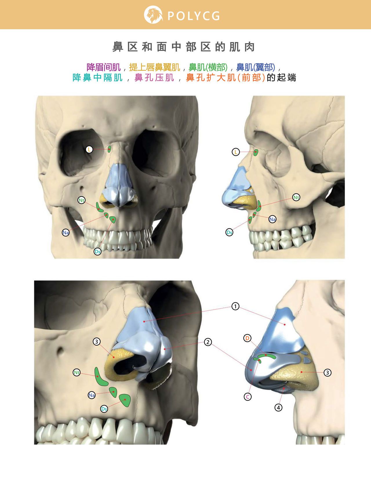 Uldis Zarins-Anatomy of Facial Expression-Exonicus [Chinese] 面部表情艺用解剖 [中文版] 77