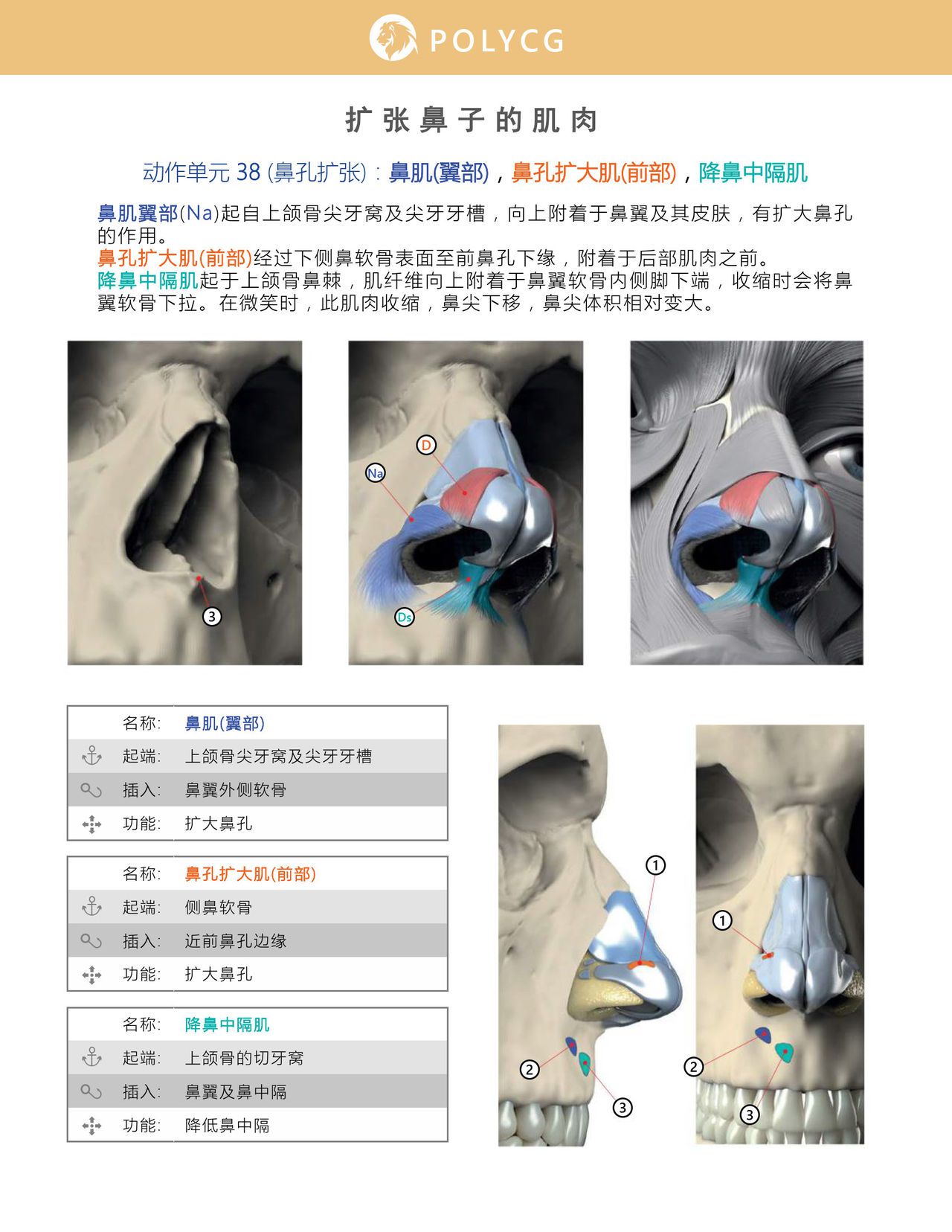 Uldis Zarins-Anatomy of Facial Expression-Exonicus [Chinese] 面部表情艺用解剖 [中文版] 80