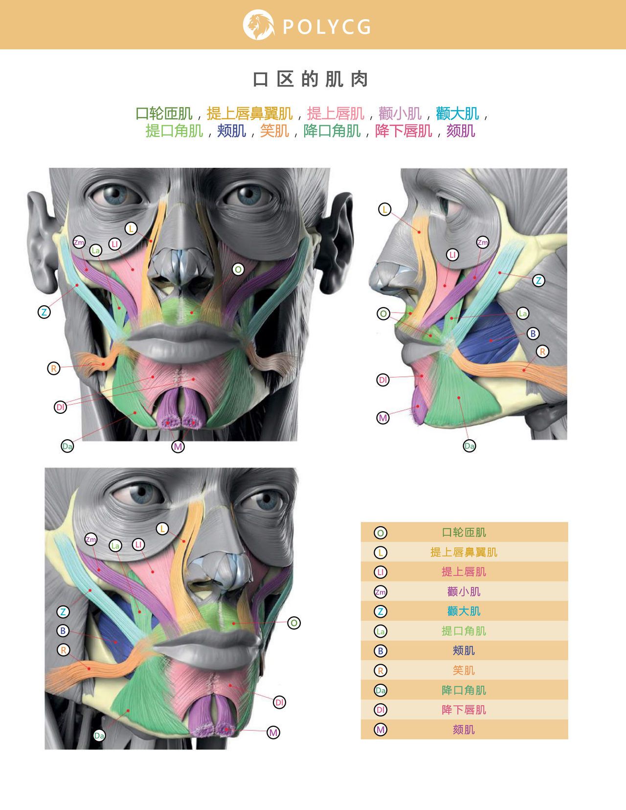 Uldis Zarins-Anatomy of Facial Expression-Exonicus [Chinese] 面部表情艺用解剖 [中文版] 84