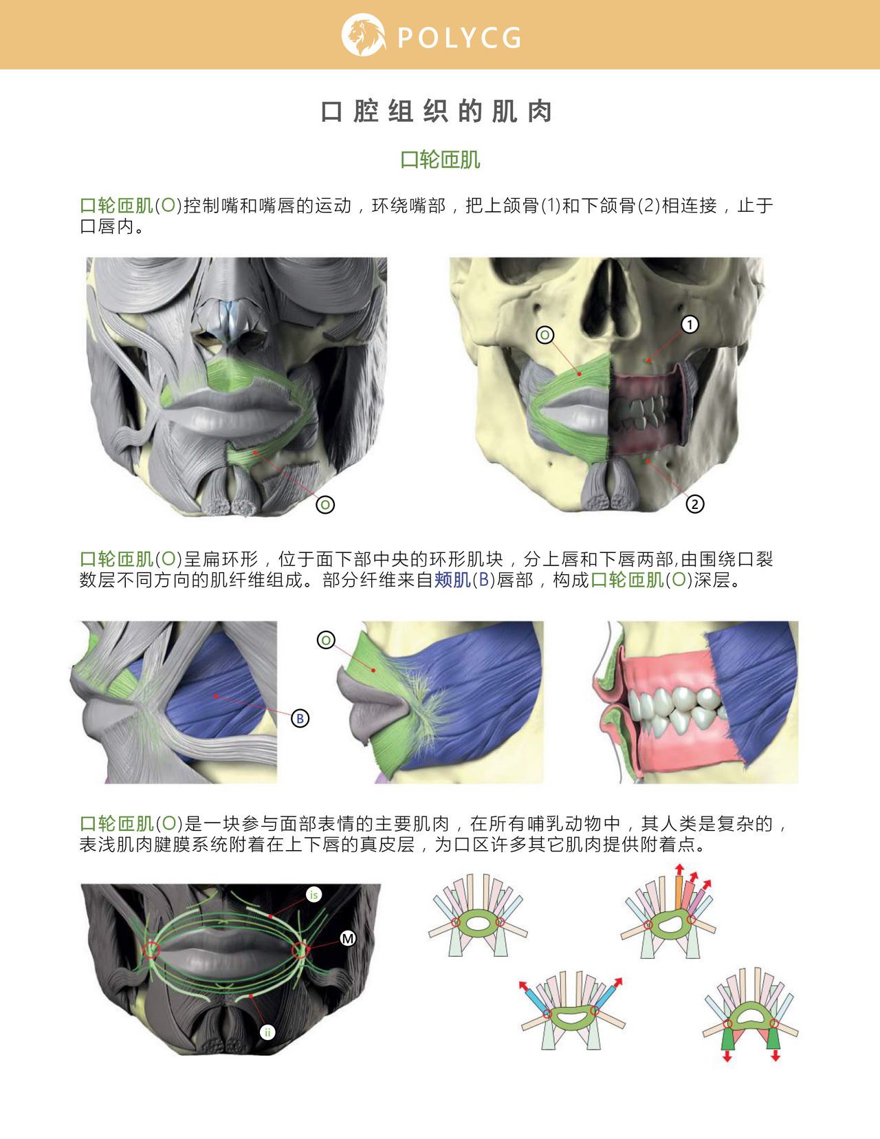 Uldis Zarins-Anatomy of Facial Expression-Exonicus [Chinese] 面部表情艺用解剖 [中文版] 88