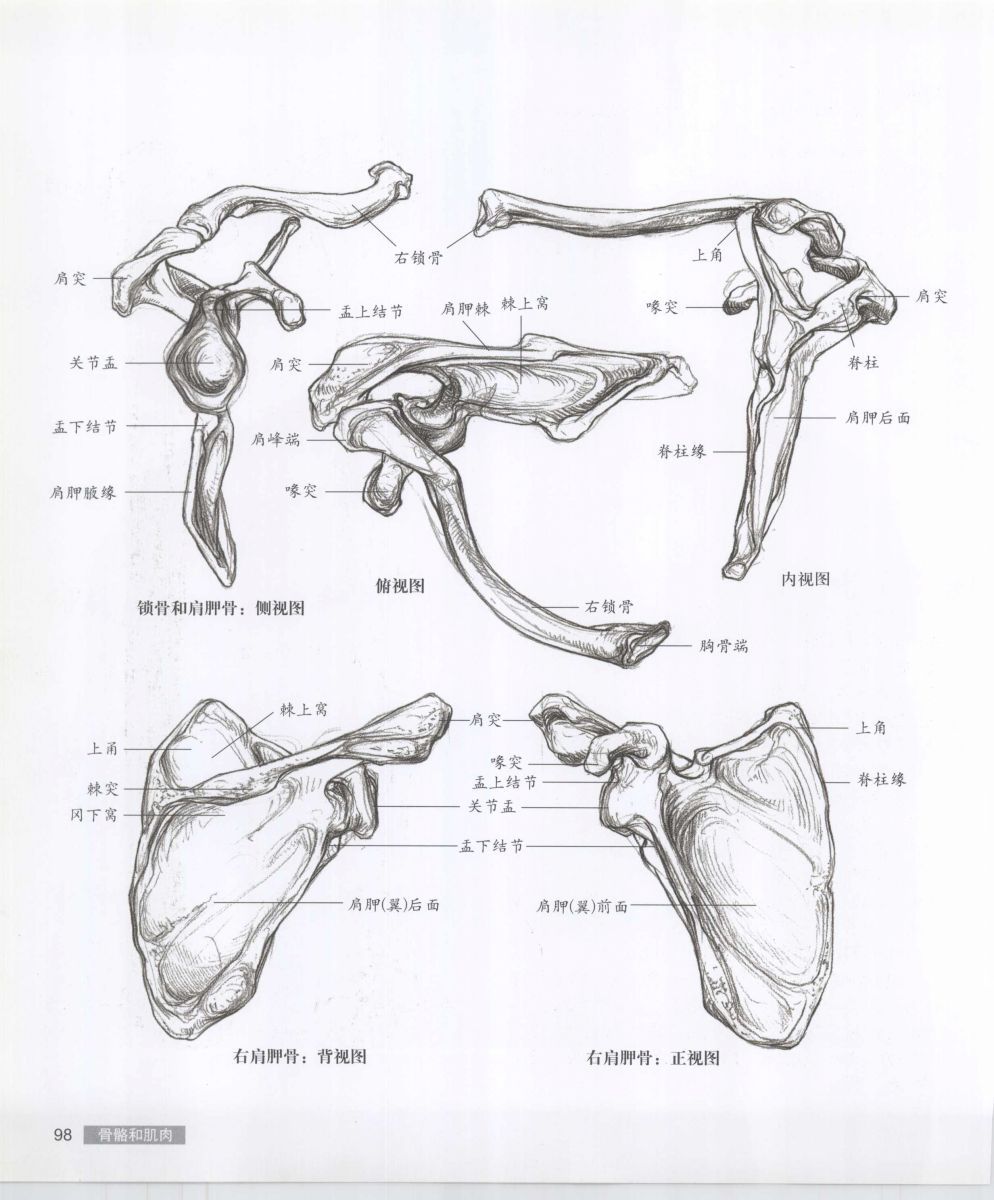 Anatomy for the Artist - Sarah Simblet [Chinese] 艺用人体解剖 - 萨拉·西蒙伯尔特 [中文版] 101