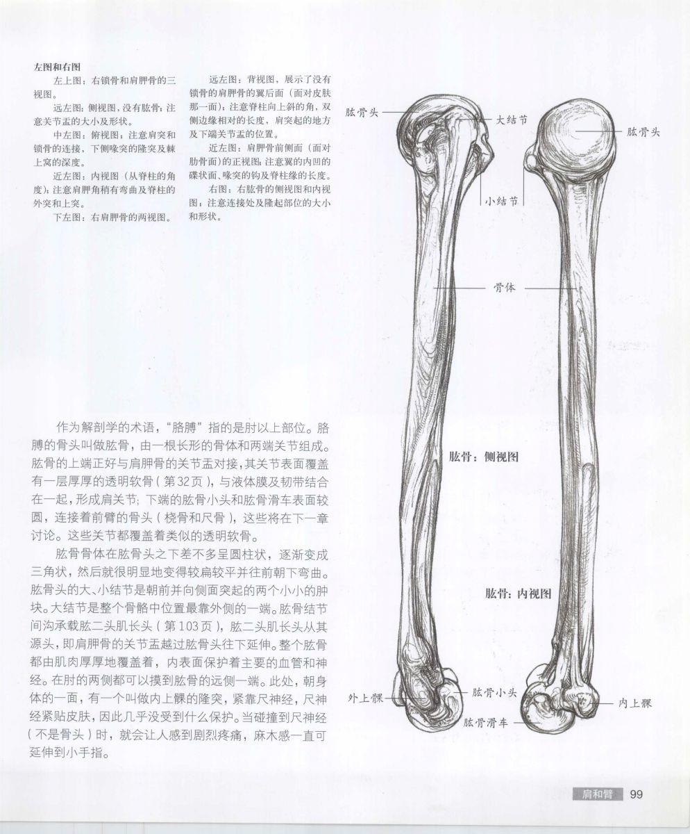 Anatomy for the Artist - Sarah Simblet [Chinese] 艺用人体解剖 - 萨拉·西蒙伯尔特 [中文版] 102