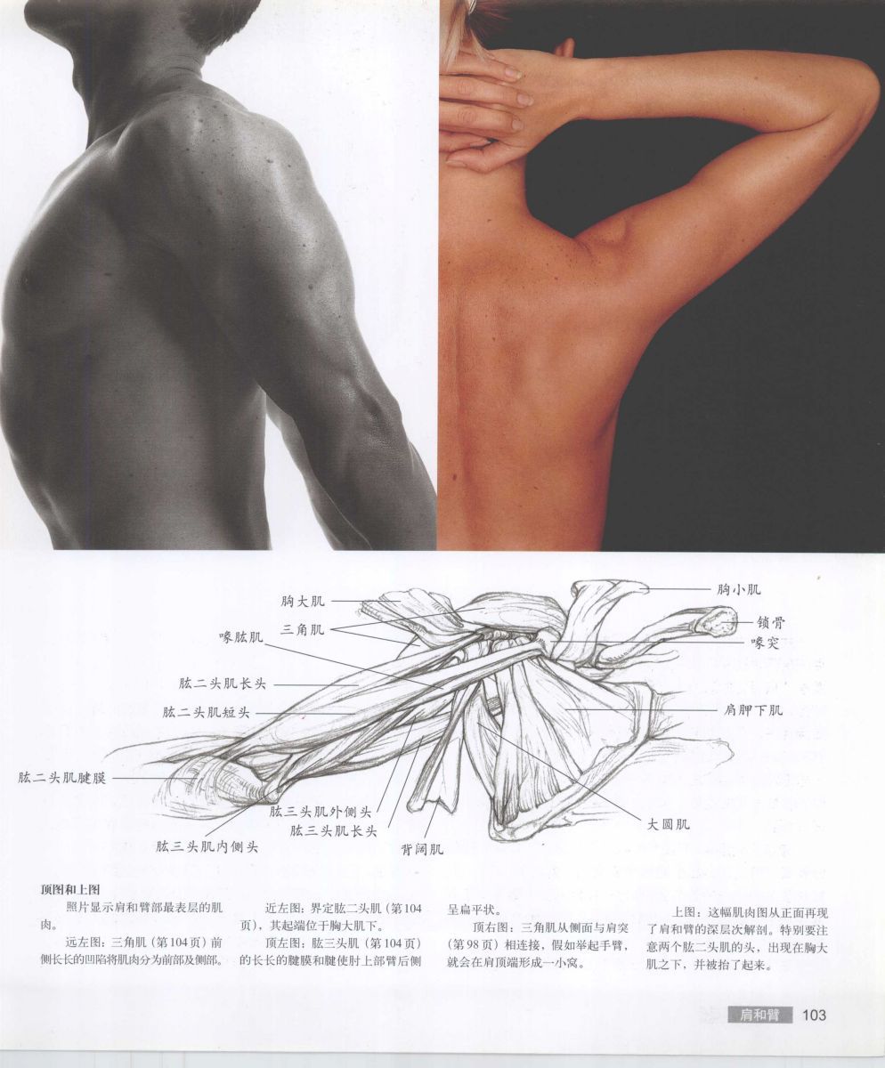 Anatomy for the Artist - Sarah Simblet [Chinese] 艺用人体解剖 - 萨拉·西蒙伯尔特 [中文版] 106