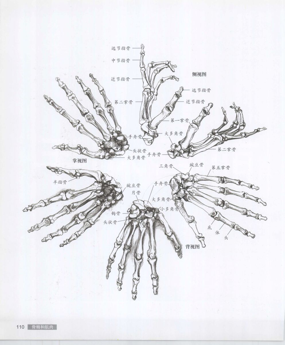 Anatomy for the Artist - Sarah Simblet [Chinese] 艺用人体解剖 - 萨拉·西蒙伯尔特 [中文版] 113