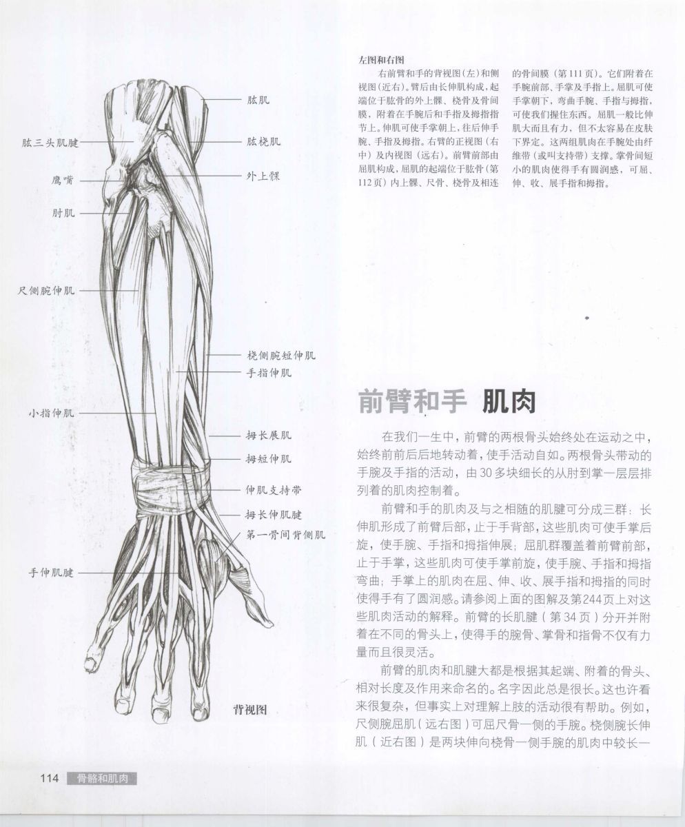 Anatomy for the Artist - Sarah Simblet [Chinese] 艺用人体解剖 - 萨拉·西蒙伯尔特 [中文版] 117