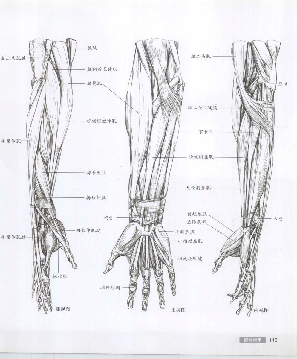 Anatomy for the Artist - Sarah Simblet [Chinese] 艺用人体解剖 - 萨拉·西蒙伯尔特 [中文版] 118