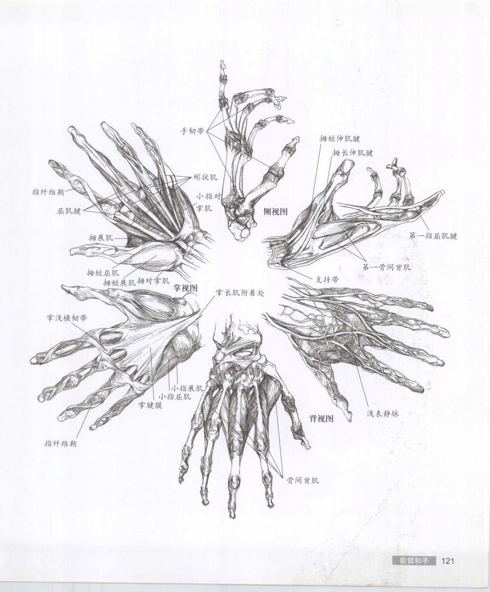 Anatomy for the Artist - Sarah Simblet [Chinese] 艺用人体解剖 - 萨拉·西蒙伯尔特 [中文版] 124