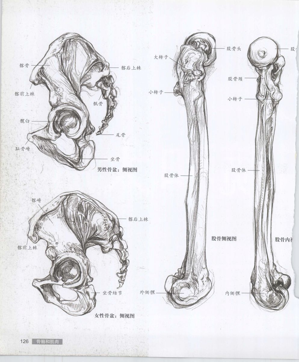 Anatomy for the Artist - Sarah Simblet [Chinese] 艺用人体解剖 - 萨拉·西蒙伯尔特 [中文版] 129