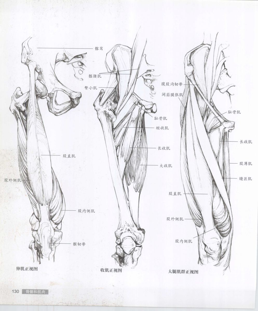 Anatomy for the Artist - Sarah Simblet [Chinese] 艺用人体解剖 - 萨拉·西蒙伯尔特 [中文版] 133