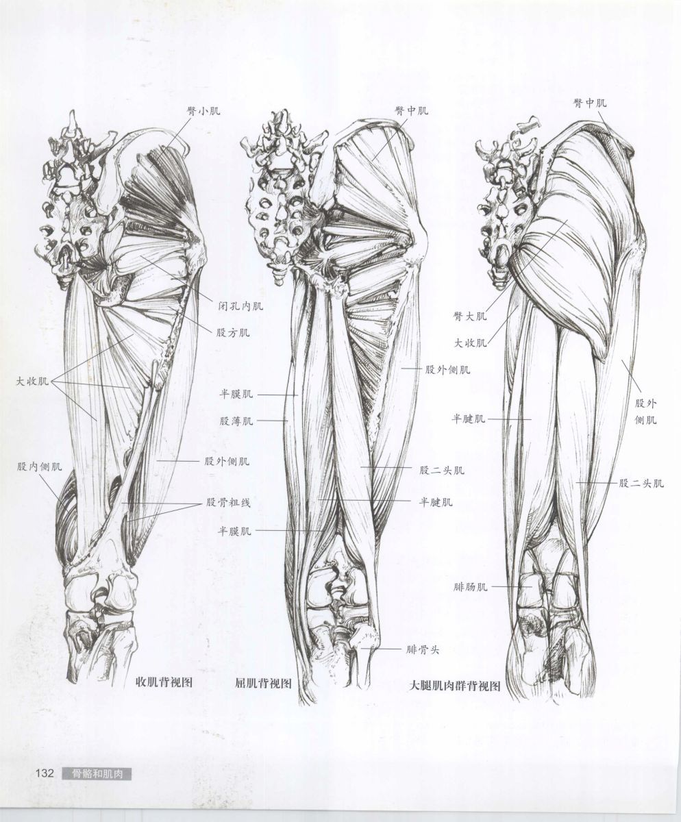 Anatomy for the Artist - Sarah Simblet [Chinese] 艺用人体解剖 - 萨拉·西蒙伯尔特 [中文版] 135