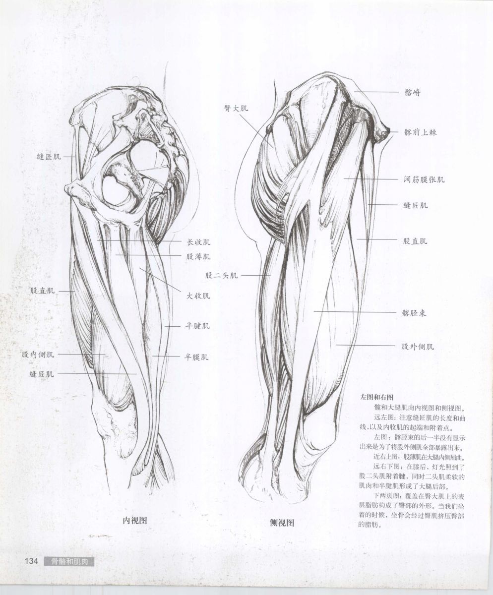 Anatomy for the Artist - Sarah Simblet [Chinese] 艺用人体解剖 - 萨拉·西蒙伯尔特 [中文版] 137