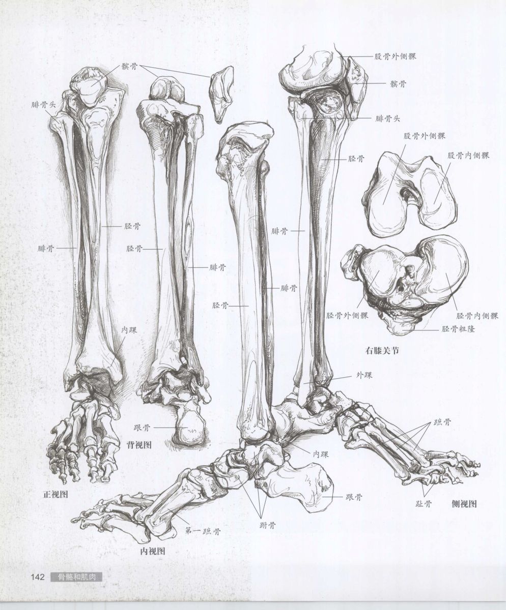 Anatomy for the Artist - Sarah Simblet [Chinese] 艺用人体解剖 - 萨拉·西蒙伯尔特 [中文版] 145