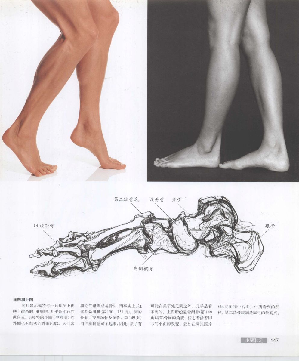 Anatomy for the Artist - Sarah Simblet [Chinese] 艺用人体解剖 - 萨拉·西蒙伯尔特 [中文版] 150