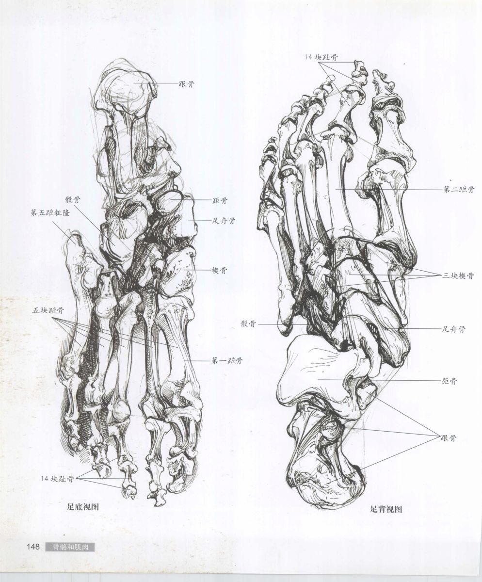 Anatomy for the Artist - Sarah Simblet [Chinese] 艺用人体解剖 - 萨拉·西蒙伯尔特 [中文版] 151