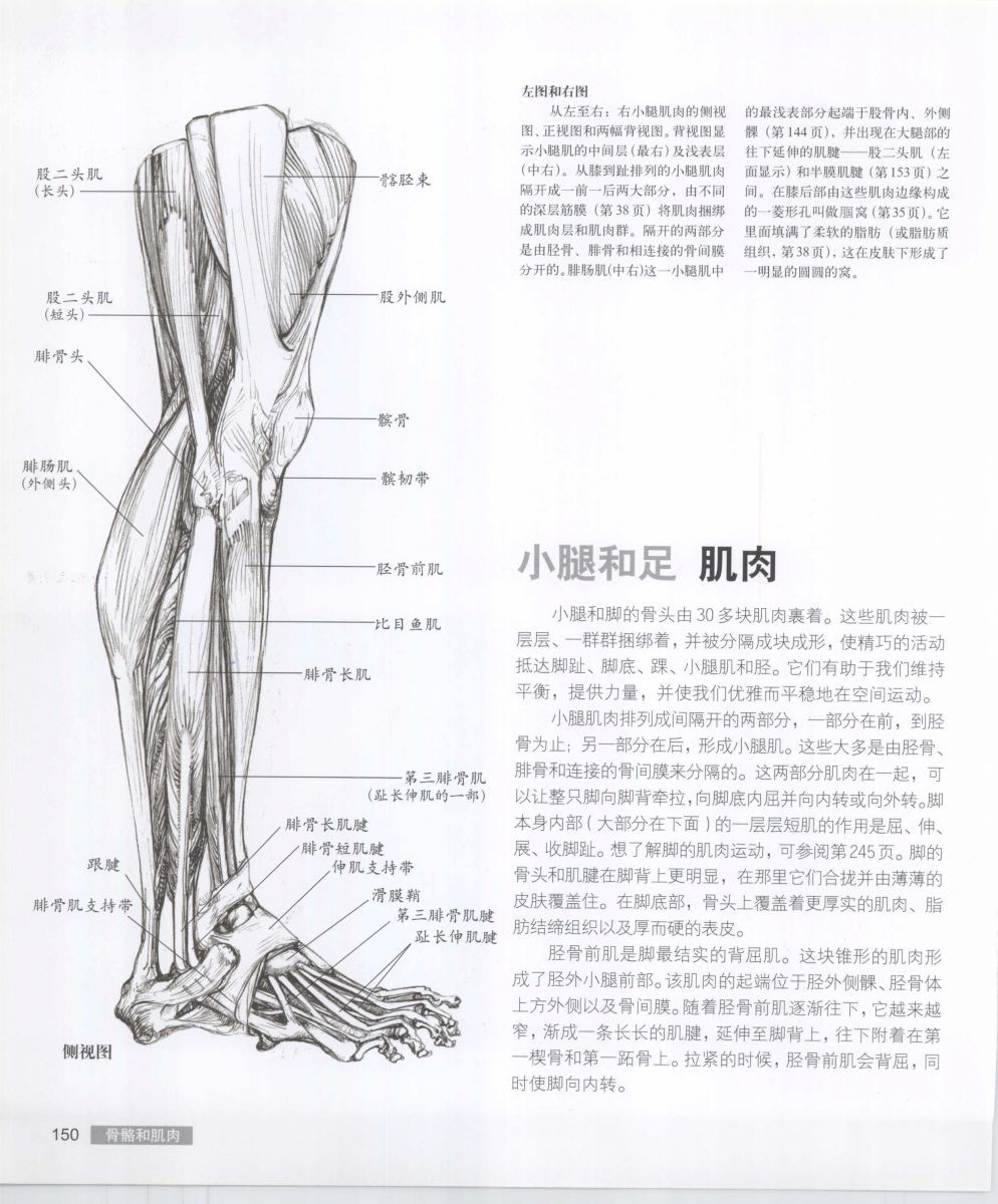 Anatomy for the Artist - Sarah Simblet [Chinese] 艺用人体解剖 - 萨拉·西蒙伯尔特 [中文版] 153