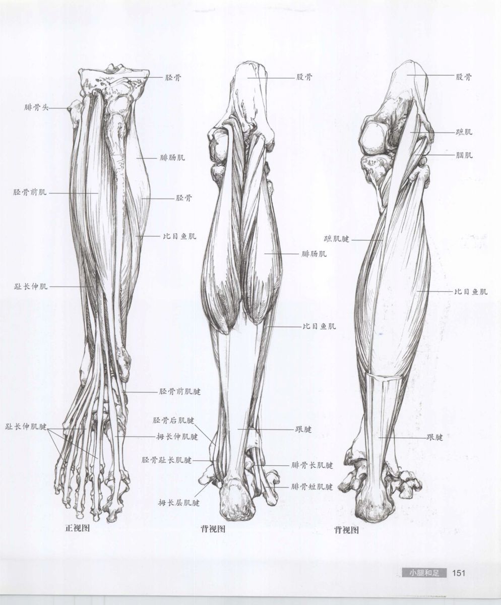 Anatomy for the Artist - Sarah Simblet [Chinese] 艺用人体解剖 - 萨拉·西蒙伯尔特 [中文版] 154