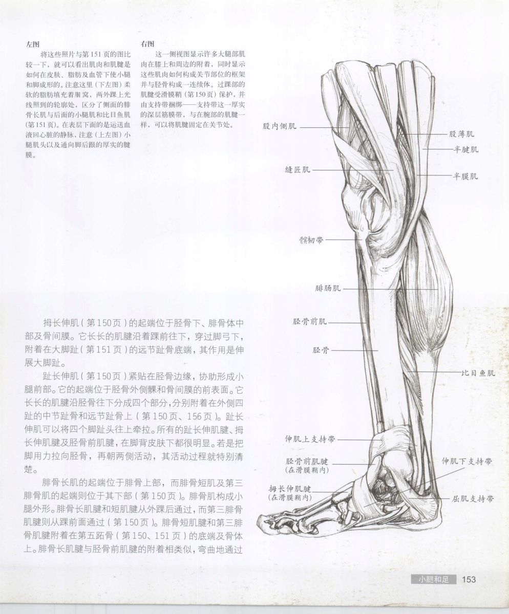 Anatomy for the Artist - Sarah Simblet [Chinese] 艺用人体解剖 - 萨拉·西蒙伯尔特 [中文版] 156