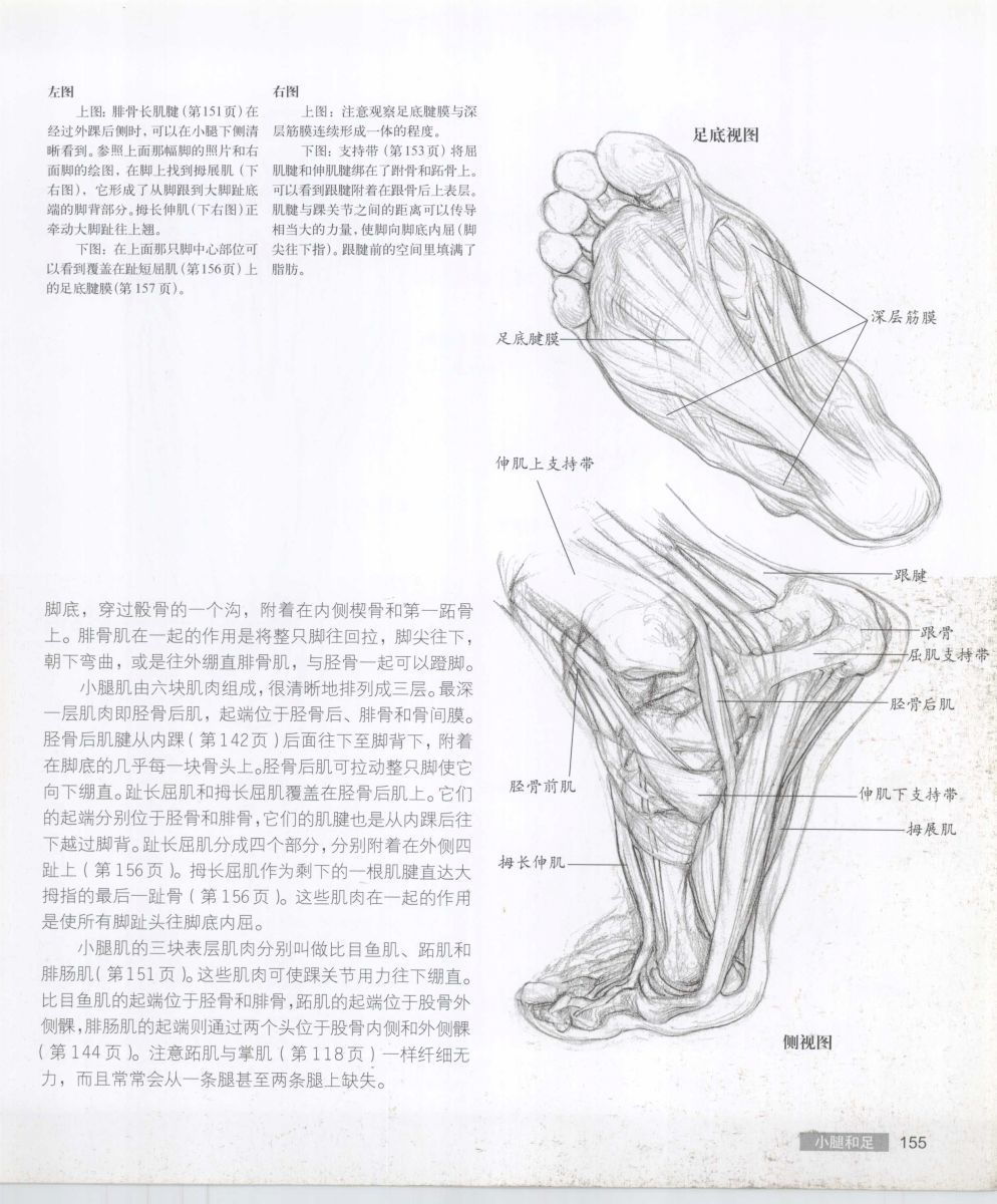 Anatomy for the Artist - Sarah Simblet [Chinese] 艺用人体解剖 - 萨拉·西蒙伯尔特 [中文版] 158