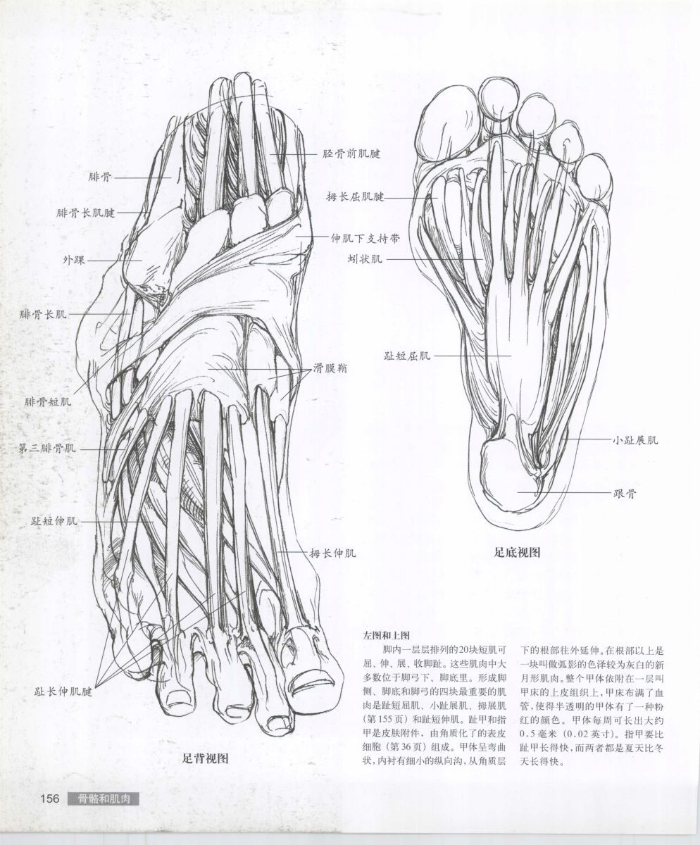 Anatomy for the Artist - Sarah Simblet [Chinese] 艺用人体解剖 - 萨拉·西蒙伯尔特 [中文版] 159