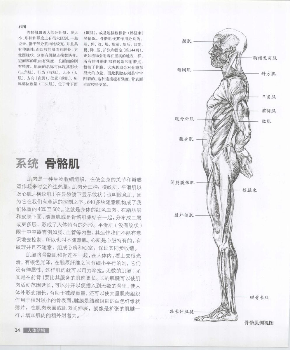 Anatomy for the Artist - Sarah Simblet [Chinese] 艺用人体解剖 - 萨拉·西蒙伯尔特 [中文版] 37